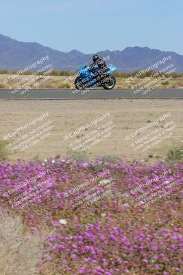 media/Mar-12-2023-SoCal Trackdays (Sun) [[d4c8249724]]/Turn 15 Inside Bloom (130pm)/